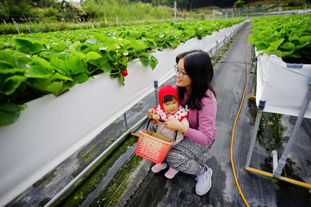 苗栗景點|大湖採草莓推薦!紅色琉璃瓦草莓園(高架草莓) 全新網美咖啡廳SUHU Café 現打草莓牛奶、自製草莓冰淇淋,打卡還送草莓果醬~ - 第11張圖 苗栗景點|大湖採草莓推薦!紅色琉璃瓦草莓園(高架草莓) 全新網美咖啡廳SUHU Café 現打草莓牛奶、自製草莓冰淇淋,打卡還送草莓果醬~
