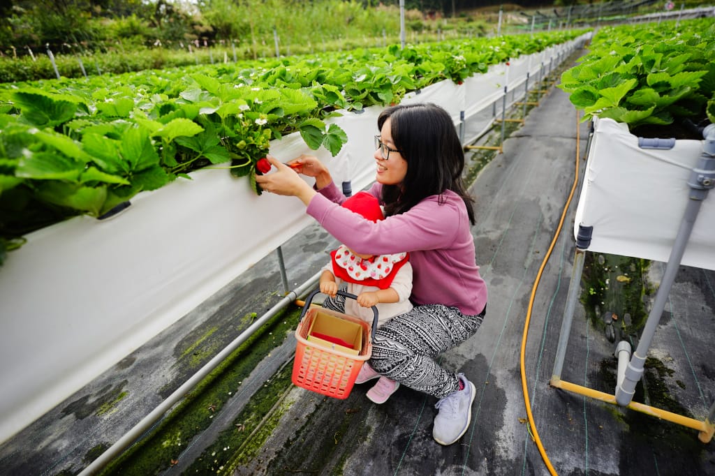 苗栗景點|大湖採草莓推薦!紅色琉璃瓦草莓園(高架草莓) 全新網美咖啡廳SUHU Café 現打草莓牛奶、自製草莓冰淇淋,打卡還送草莓果醬~ - 第12張圖 苗栗景點|大湖採草莓推薦!紅色琉璃瓦草莓園(高架草莓) 全新網美咖啡廳SUHU Café 現打草莓牛奶、自製草莓冰淇淋,打卡還送草莓果醬~