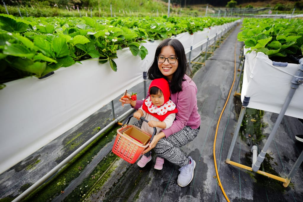 苗栗景點|大湖採草莓推薦!紅色琉璃瓦草莓園(高架草莓) 全新網美咖啡廳SUHU Café 現打草莓牛奶、自製草莓冰淇淋,打卡還送草莓果醬~ - 第13張圖 苗栗景點|大湖採草莓推薦!紅色琉璃瓦草莓園(高架草莓) 全新網美咖啡廳SUHU Café 現打草莓牛奶、自製草莓冰淇淋,打卡還送草莓果醬~