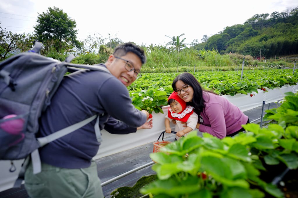 苗栗景點|大湖採草莓推薦!紅色琉璃瓦草莓園(高架草莓) 全新網美咖啡廳SUHU Café 現打草莓牛奶、自製草莓冰淇淋,打卡還送草莓果醬~ - 第15張圖 苗栗景點|大湖採草莓推薦!紅色琉璃瓦草莓園(高架草莓) 全新網美咖啡廳SUHU Café 現打草莓牛奶、自製草莓冰淇淋,打卡還送草莓果醬~