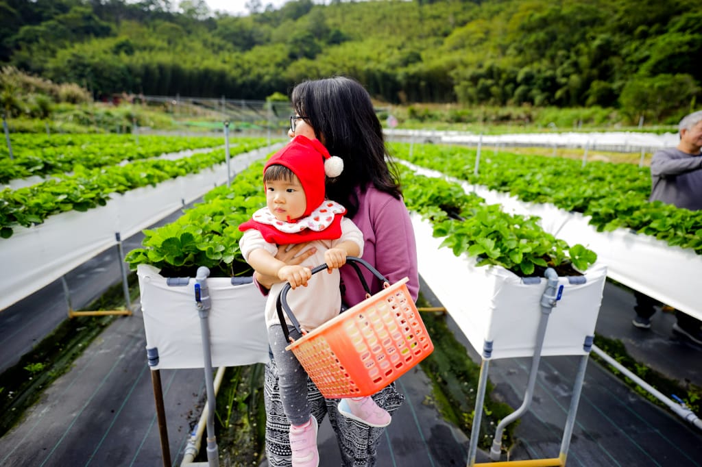 苗栗景點|大湖採草莓推薦!紅色琉璃瓦草莓園(高架草莓) 全新網美咖啡廳SUHU Café 現打草莓牛奶、自製草莓冰淇淋,打卡還送草莓果醬~ - 第16張圖 苗栗景點|大湖採草莓推薦!紅色琉璃瓦草莓園(高架草莓) 全新網美咖啡廳SUHU Café 現打草莓牛奶、自製草莓冰淇淋,打卡還送草莓果醬~