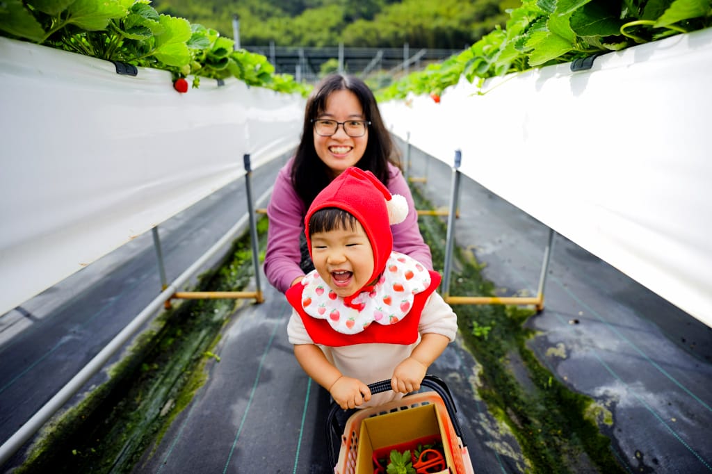 苗栗景點|大湖採草莓推薦!紅色琉璃瓦草莓園(高架草莓) 全新網美咖啡廳SUHU Café 現打草莓牛奶、自製草莓冰淇淋,打卡還送草莓果醬~ - 第14張圖 苗栗景點|大湖採草莓推薦!紅色琉璃瓦草莓園(高架草莓) 全新網美咖啡廳SUHU Café 現打草莓牛奶、自製草莓冰淇淋,打卡還送草莓果醬~