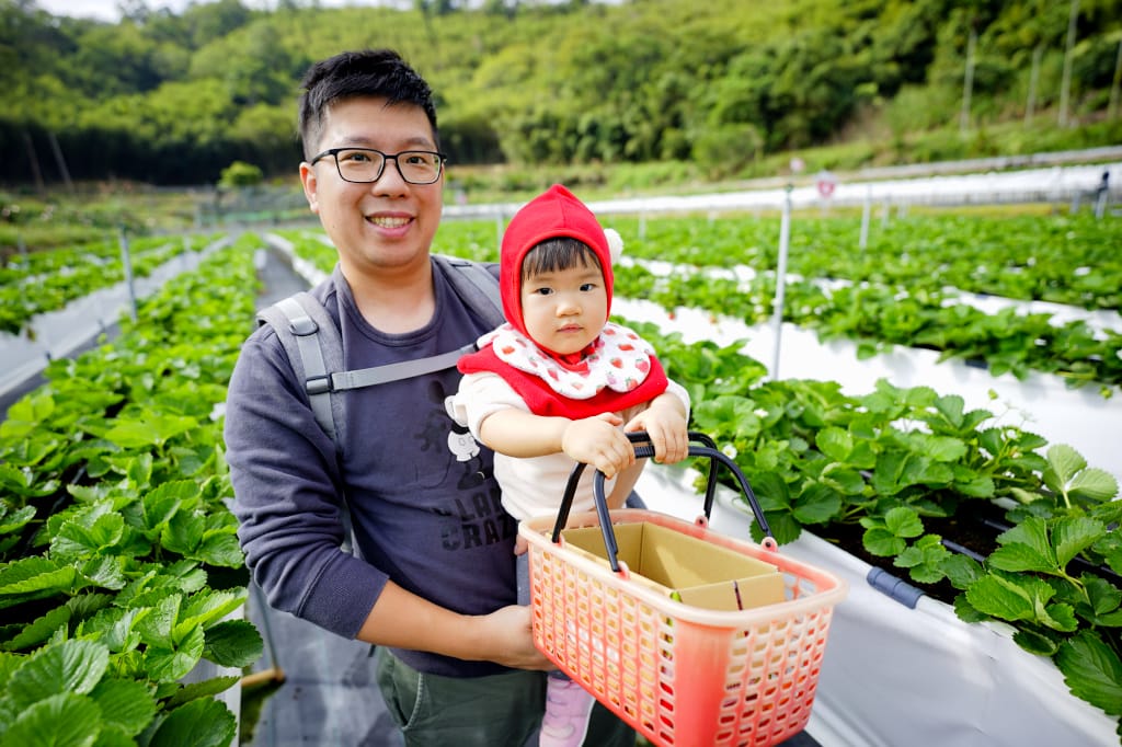 苗栗景點|大湖採草莓推薦!紅色琉璃瓦草莓園(高架草莓) 全新網美咖啡廳SUHU Café 現打草莓牛奶、自製草莓冰淇淋,打卡還送草莓果醬~ - 第17張圖 苗栗景點|大湖採草莓推薦!紅色琉璃瓦草莓園(高架草莓) 全新網美咖啡廳SUHU Café 現打草莓牛奶、自製草莓冰淇淋,打卡還送草莓果醬~