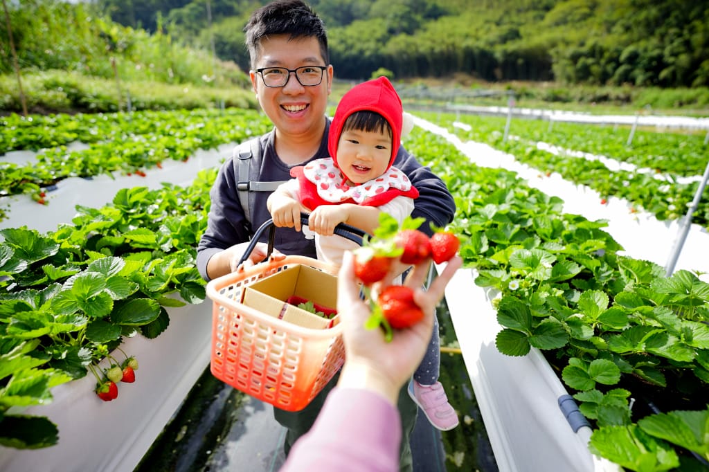苗栗景點|大湖採草莓推薦!紅色琉璃瓦草莓園(高架草莓) 全新網美咖啡廳SUHU Café 現打草莓牛奶、自製草莓冰淇淋,打卡還送草莓果醬~ - 第18張圖 苗栗景點|大湖採草莓推薦!紅色琉璃瓦草莓園(高架草莓) 全新網美咖啡廳SUHU Café 現打草莓牛奶、自製草莓冰淇淋,打卡還送草莓果醬~