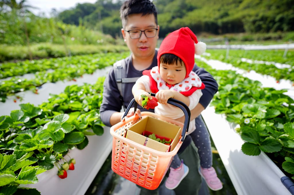 苗栗景點|大湖採草莓推薦!紅色琉璃瓦草莓園(高架草莓) 全新網美咖啡廳SUHU Café 現打草莓牛奶、自製草莓冰淇淋,打卡還送草莓果醬~ - 第19張圖 苗栗景點|大湖採草莓推薦!紅色琉璃瓦草莓園(高架草莓) 全新網美咖啡廳SUHU Café 現打草莓牛奶、自製草莓冰淇淋,打卡還送草莓果醬~