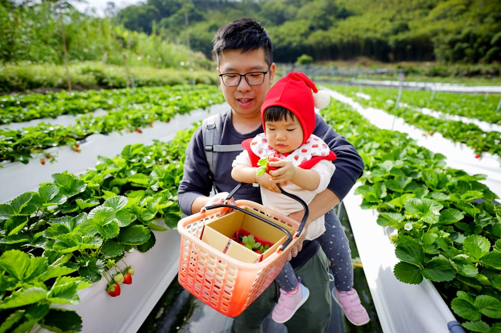 苗栗景點|大湖採草莓推薦!紅色琉璃瓦草莓園(高架草莓) 全新網美咖啡廳SUHU Café 現打草莓牛奶、自製草莓冰淇淋,打卡還送草莓果醬~ - 第20張圖 苗栗景點|大湖採草莓推薦!紅色琉璃瓦草莓園(高架草莓) 全新網美咖啡廳SUHU Café 現打草莓牛奶、自製草莓冰淇淋,打卡還送草莓果醬~