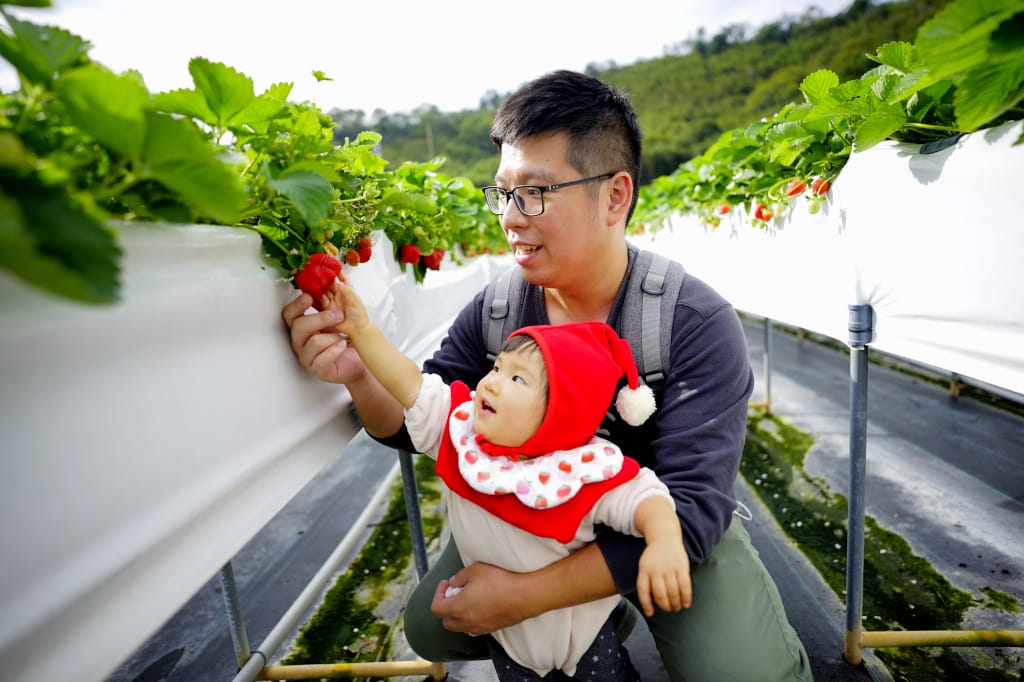 苗栗景點|大湖採草莓推薦!紅色琉璃瓦草莓園(高架草莓) 全新網美咖啡廳SUHU Café 現打草莓牛奶、自製草莓冰淇淋,打卡還送草莓果醬~ - 第21張圖 苗栗景點|大湖採草莓推薦!紅色琉璃瓦草莓園(高架草莓) 全新網美咖啡廳SUHU Café 現打草莓牛奶、自製草莓冰淇淋,打卡還送草莓果醬~