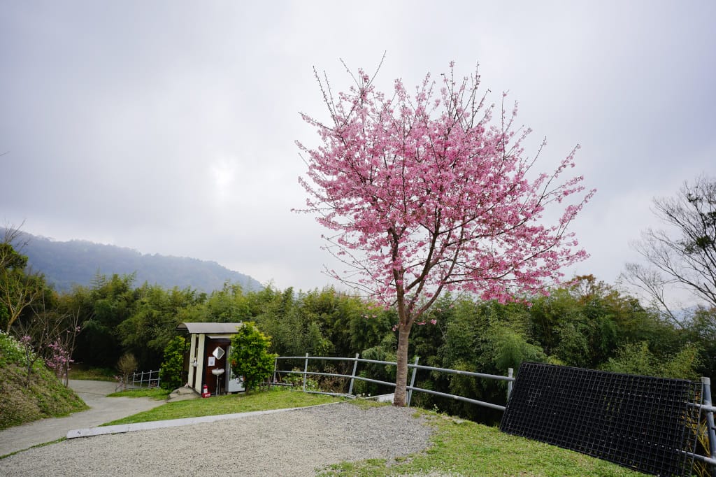 苗栗露營|泰安 司馬限山嵐露營區 櫻花盛開美景下露營 雲海瀑布、少帳包區營地推薦! - 第6張圖 苗栗露營|泰安 司馬限山嵐露營區 櫻花盛開美景下露營 雲海瀑布、少帳包區營地推薦!