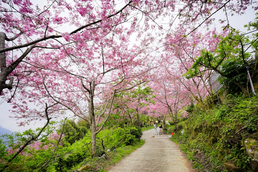 苗栗露營|泰安 司馬限山嵐露營區 櫻花盛開美景下露營 雲海瀑布、少帳包區營地推薦! - 第3張圖 苗栗露營|泰安 司馬限山嵐露營區 櫻花盛開美景下露營 雲海瀑布、少帳包區營地推薦!