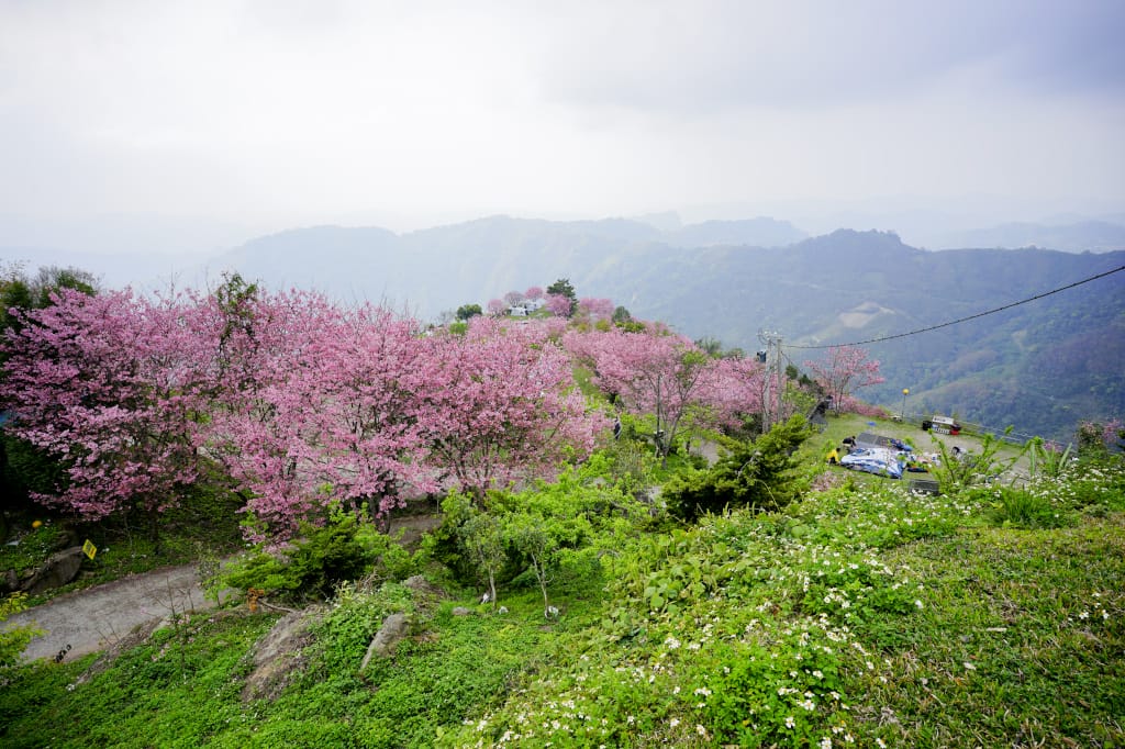 苗栗露營|泰安 司馬限山嵐露營區 櫻花盛開美景下露營 雲海瀑布、少帳包區營地推薦! - 第7張圖 苗栗露營|泰安 司馬限山嵐露營區 櫻花盛開美景下露營 雲海瀑布、少帳包區營地推薦!