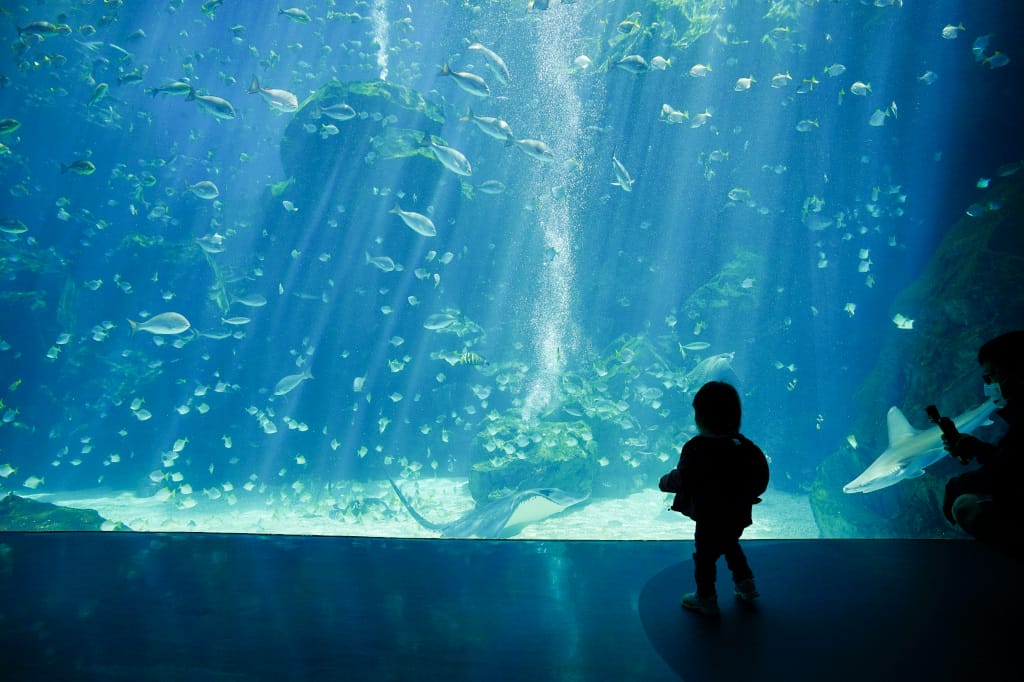 桃園旅遊｜桃園親子景點 Xpark水族館 都會型水生公園（kkday購票）桃園雨天室內景點推薦！還可以近距離跟企鵝一起用餐~