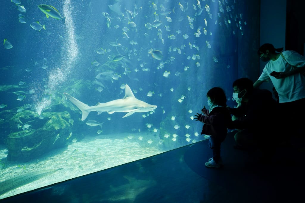 桃園旅遊｜桃園親子景點 Xpark水族館 都會型水生公園（kkday購票）桃園雨天室內景點推薦！還可以近距離跟企鵝一起用餐~