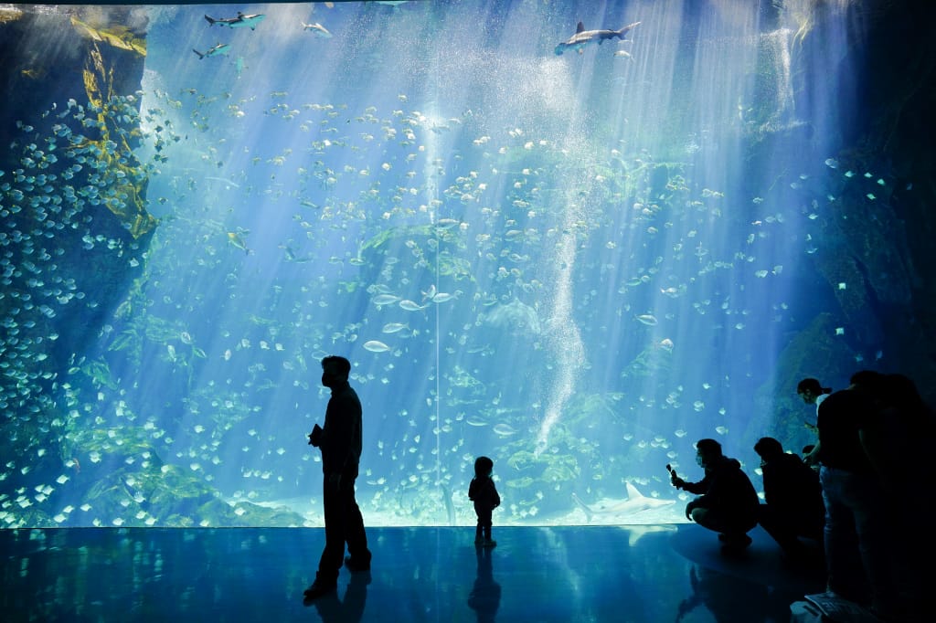 桃園旅遊｜桃園親子景點 Xpark水族館 都會型水生公園（kkday購票）桃園雨天室內景點推薦！還可以近距離跟企鵝一起用餐~