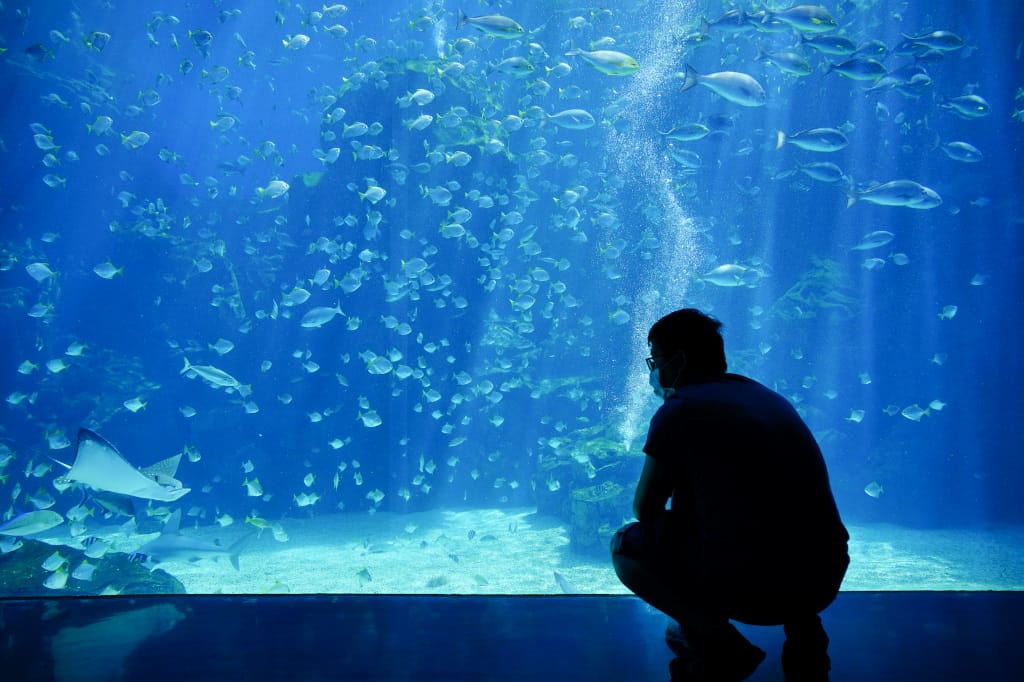 桃園旅遊｜桃園親子景點 Xpark水族館 都會型水生公園（kkday購票）桃園雨天室內景點推薦！還可以近距離跟企鵝一起用餐~