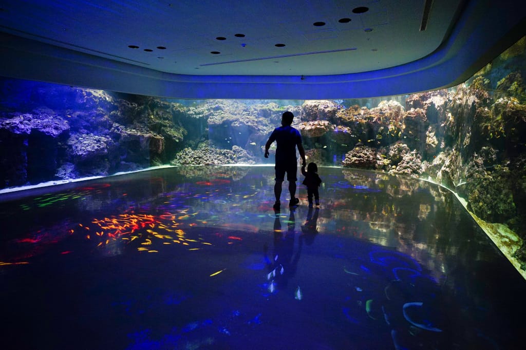 桃園旅遊｜桃園親子景點 Xpark水族館 都會型水生公園（kkday購票）桃園雨天室內景點推薦！還可以近距離跟企鵝一起用餐~