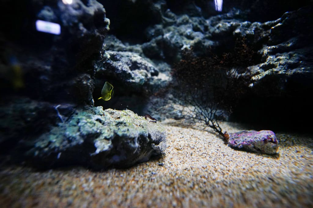 桃園旅遊｜桃園親子景點 Xpark水族館 都會型水生公園（kkday購票）桃園雨天室內景點推薦！還可以近距離跟企鵝一起用餐~