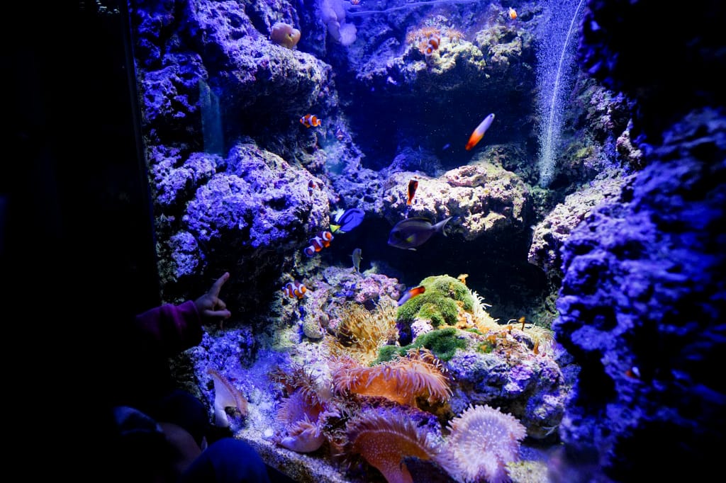 桃園旅遊｜桃園親子景點 Xpark水族館 都會型水生公園（kkday購票）桃園雨天室內景點推薦！還可以近距離跟企鵝一起用餐~