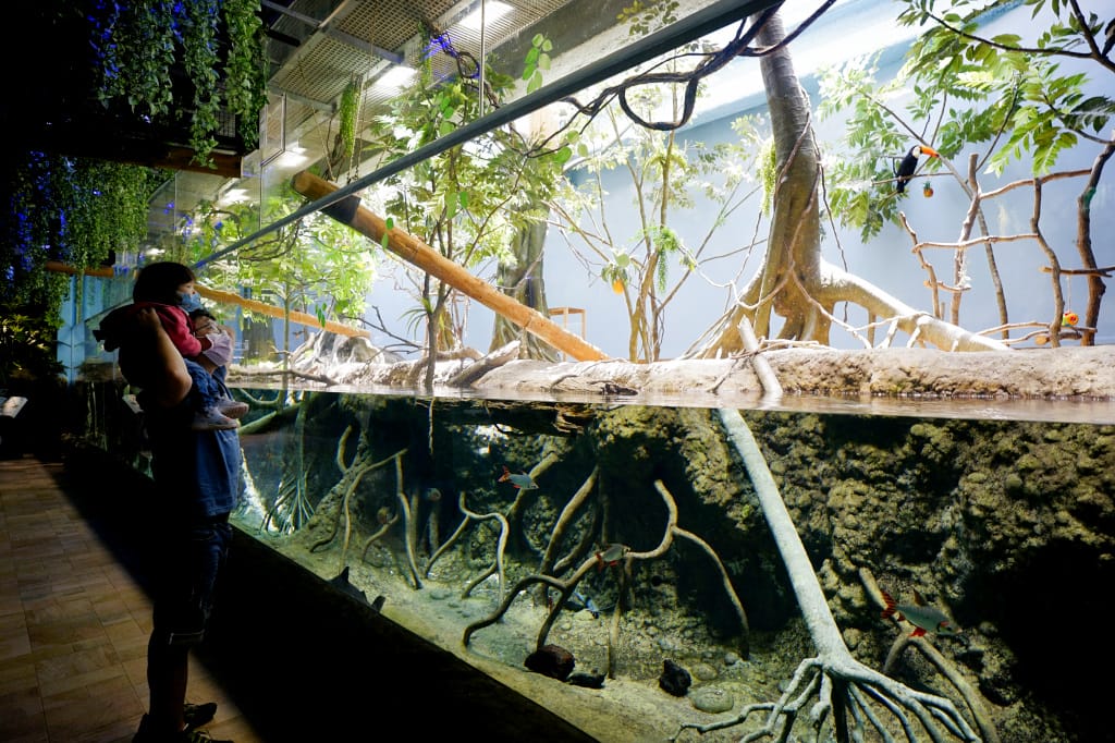 桃園旅遊｜桃園親子景點 Xpark水族館 都會型水生公園（kkday購票）桃園雨天室內景點推薦！還可以近距離跟企鵝一起用餐~