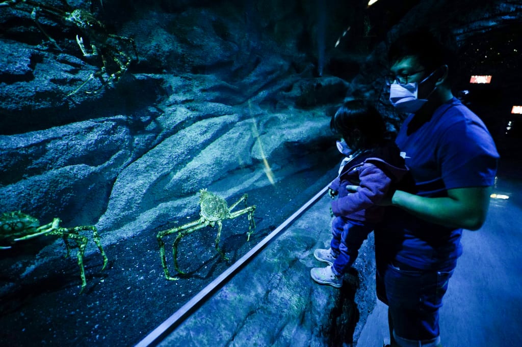 桃園旅遊｜桃園親子景點 Xpark水族館 都會型水生公園（kkday購票）桃園雨天室內景點推薦！還可以近距離跟企鵝一起用餐~