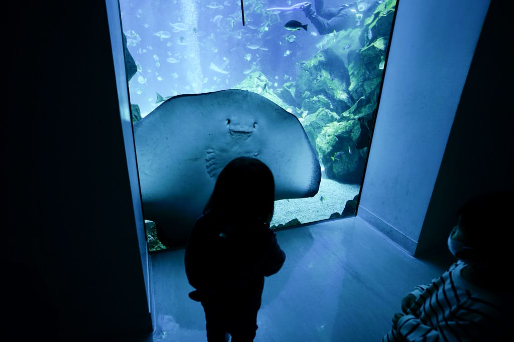 桃園旅遊｜桃園親子景點 Xpark水族館 都會型水生公園（kkday購票）桃園雨天室內景點推薦！還可以近距離跟企鵝一起用餐~