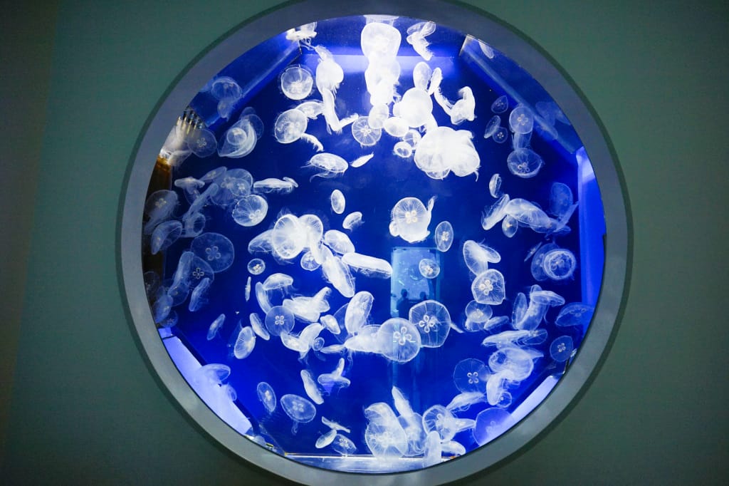 桃園旅遊｜桃園親子景點 Xpark水族館 都會型水生公園（kkday購票）桃園雨天室內景點推薦！還可以近距離跟企鵝一起用餐~