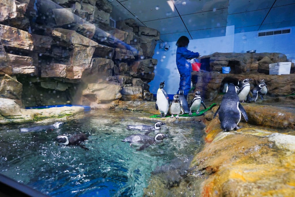 桃園旅遊｜桃園親子景點 Xpark水族館 都會型水生公園（kkday購票）桃園雨天室內景點推薦！還可以近距離跟企鵝一起用餐~