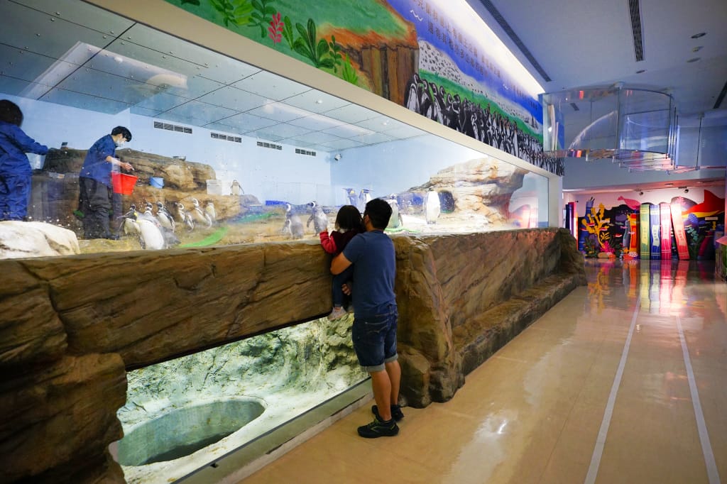桃園旅遊｜桃園親子景點 Xpark水族館 都會型水生公園（kkday購票）桃園雨天室內景點推薦！還可以近距離跟企鵝一起用餐~