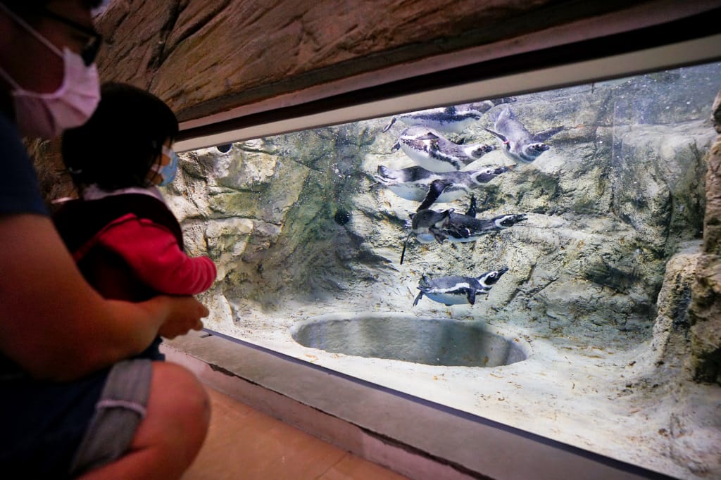 桃園旅遊｜桃園親子景點 Xpark水族館 都會型水生公園（kkday購票）桃園雨天室內景點推薦！還可以近距離跟企鵝一起用餐~
