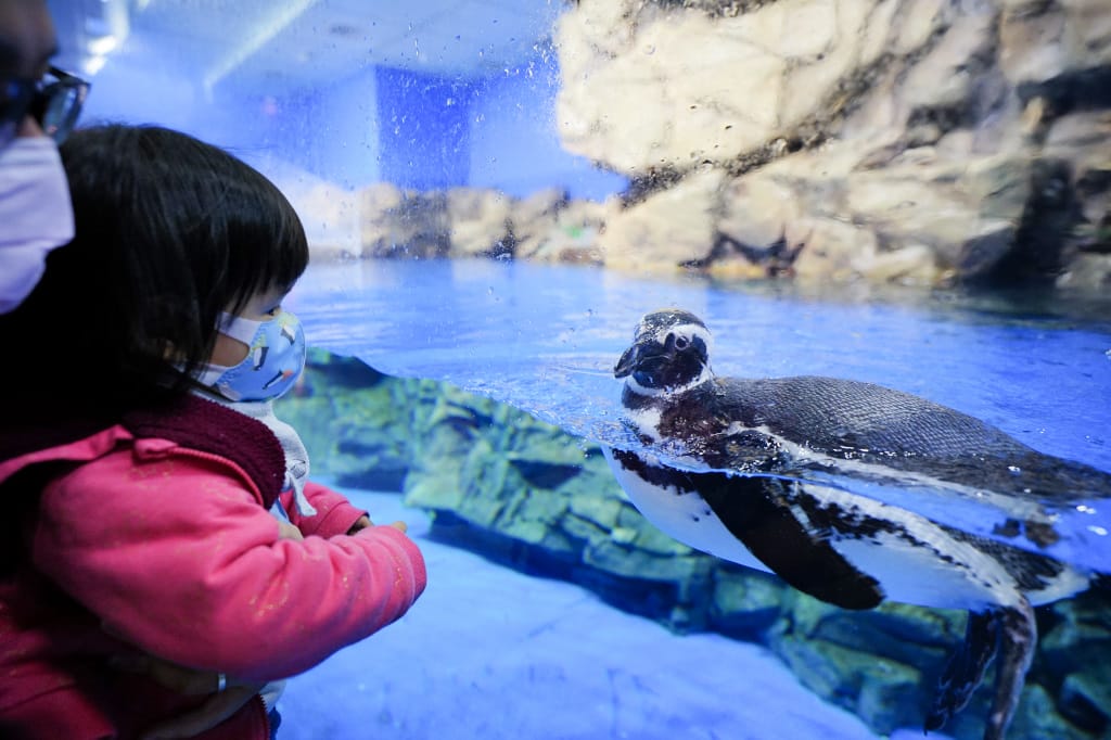 桃園旅遊｜桃園親子景點 Xpark水族館 都會型水生公園（kkday購票）桃園雨天室內景點推薦！還可以近距離跟企鵝一起用餐~
