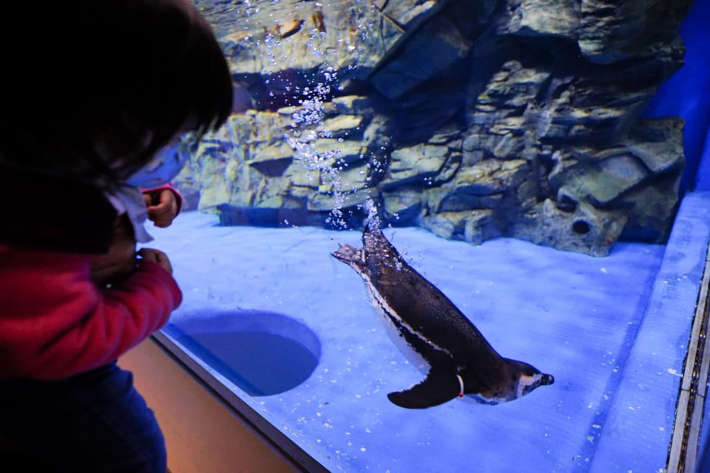 桃園旅遊｜桃園親子景點 Xpark水族館 都會型水生公園（kkday購票）桃園雨天室內景點推薦！還可以近距離跟企鵝一起用餐~
