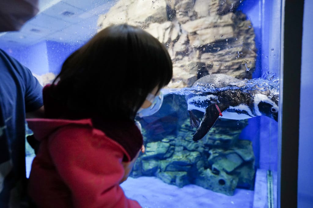 桃園旅遊｜桃園親子景點 Xpark水族館 都會型水生公園（kkday購票）桃園雨天室內景點推薦！還可以近距離跟企鵝一起用餐~