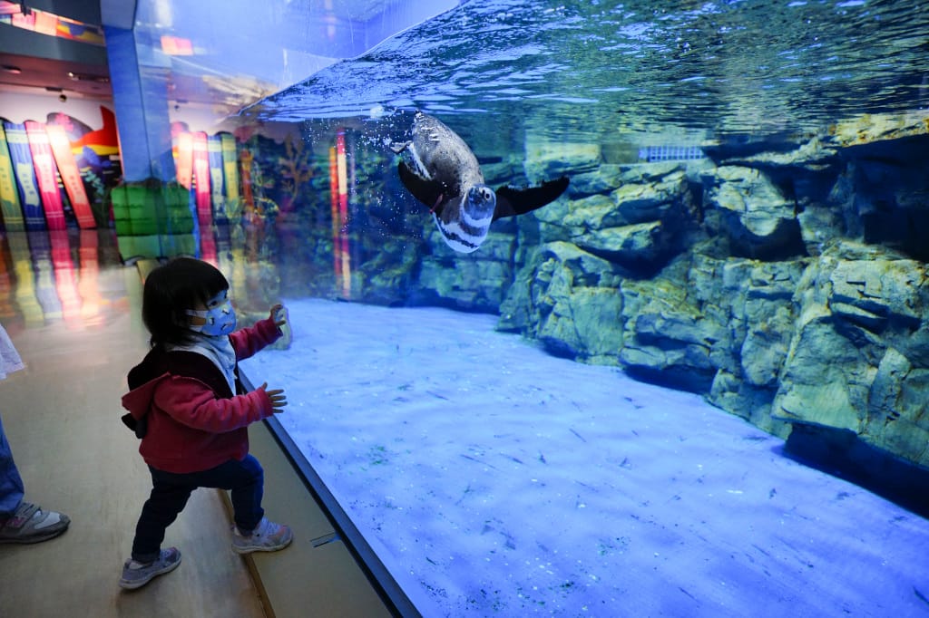 桃園旅遊｜桃園親子景點 Xpark水族館 都會型水生公園（kkday購票）桃園雨天室內景點推薦！還可以近距離跟企鵝一起用餐~