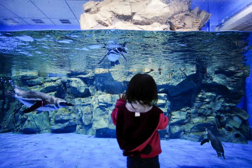 桃園旅遊｜桃園親子景點 Xpark水族館 都會型水生公園（kkday購票）桃園雨天室內景點推薦！還可以近距離跟企鵝一起用餐~
