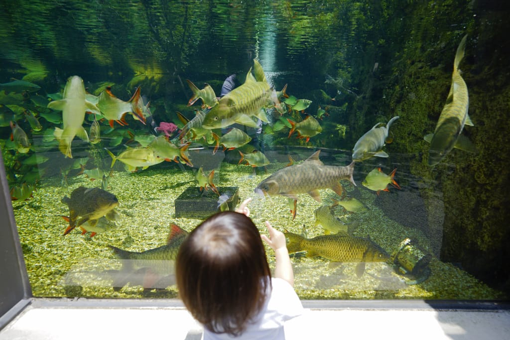 桃園旅遊｜桃園親子景點 Xpark水族館 都會型水生公園（kkday購票）桃園雨天室內景點推薦！還可以近距離跟企鵝一起用餐~