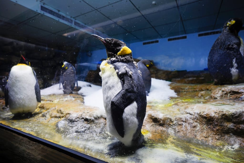 桃園旅遊｜桃園親子景點 Xpark水族館 都會型水生公園（kkday購票）桃園雨天室內景點推薦！還可以近距離跟企鵝一起用餐~