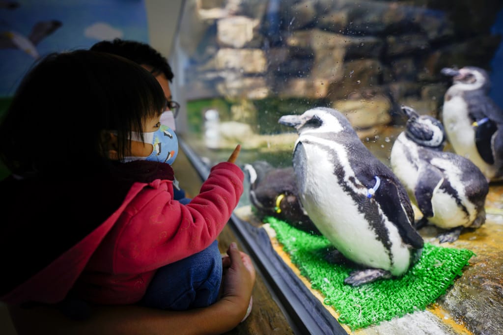桃園旅遊｜桃園親子景點 Xpark水族館 都會型水生公園（kkday購票）桃園雨天室內景點推薦！還可以近距離跟企鵝一起用餐~