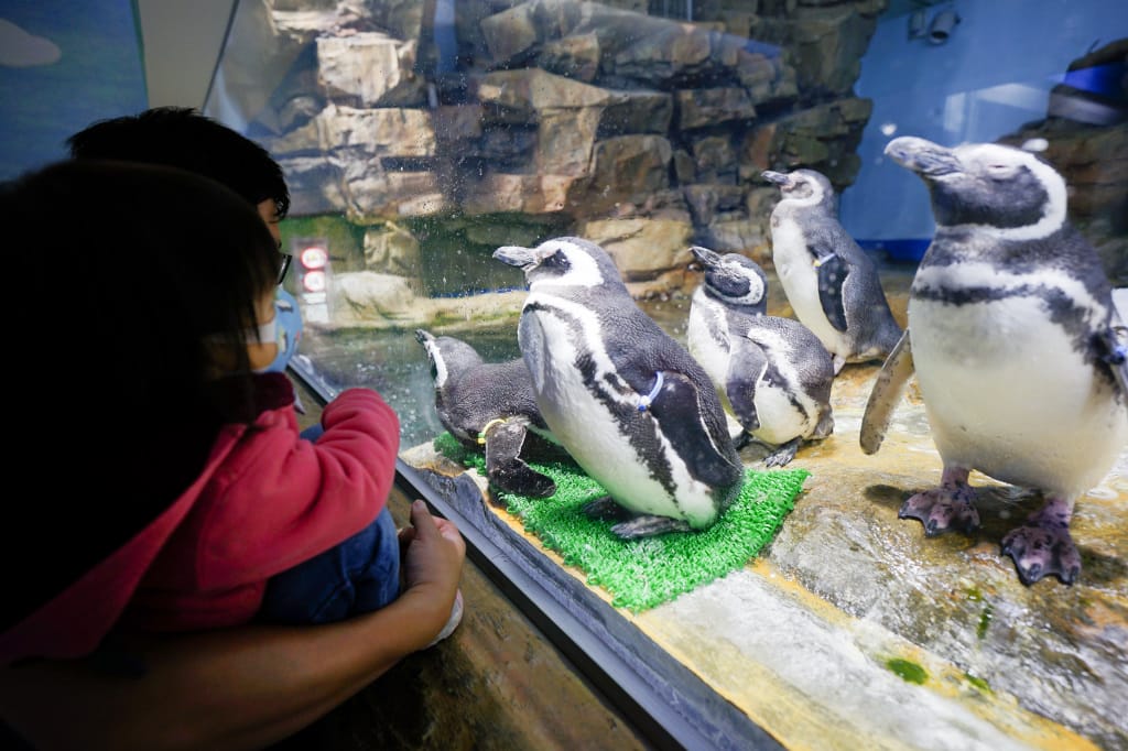 桃園旅遊｜桃園親子景點 Xpark水族館 都會型水生公園（kkday購票）桃園雨天室內景點推薦！還可以近距離跟企鵝一起用餐~