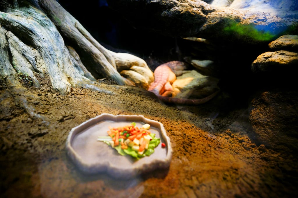 桃園旅遊｜桃園親子景點 Xpark水族館 都會型水生公園（kkday購票）桃園雨天室內景點推薦！還可以近距離跟企鵝一起用餐~