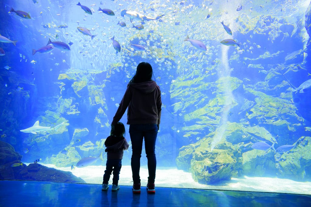 桃園旅遊｜桃園親子景點 Xpark水族館 都會型水生公園（kkday購票）桃園雨天室內景點推薦！還可以近距離跟企鵝一起用餐~