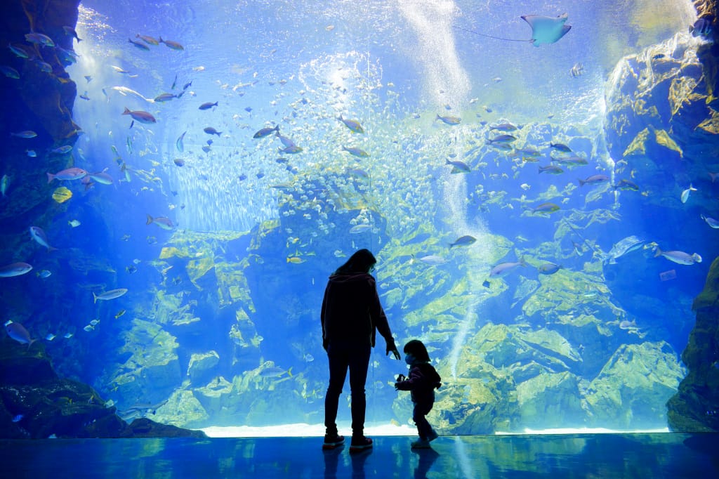 桃園旅遊｜桃園親子景點 Xpark水族館 都會型水生公園（kkday購票）桃園雨天室內景點推薦！還可以近距離跟企鵝一起用餐~