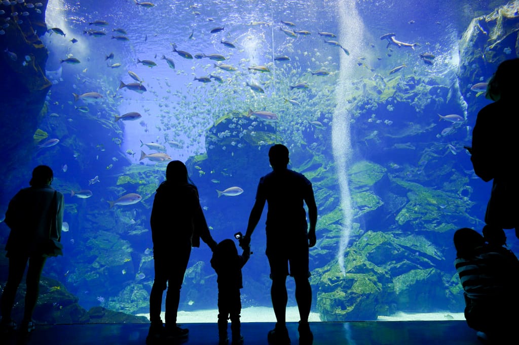 桃園旅遊｜桃園親子景點 Xpark水族館 都會型水生公園（kkday購票）桃園雨天室內景點推薦！還可以近距離跟企鵝一起用餐~