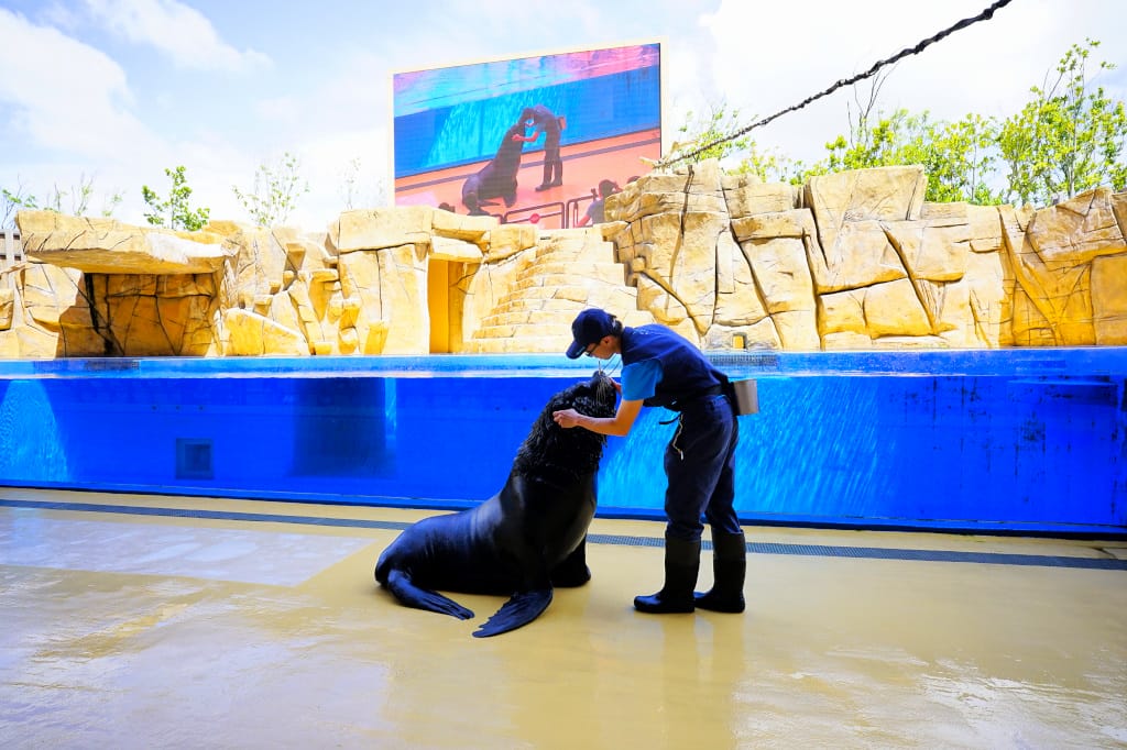 桃園旅遊｜桃園親子景點 Xpark水族館 都會型水生公園（kkday購票）桃園雨天室內景點推薦！還可以近距離跟企鵝一起用餐~