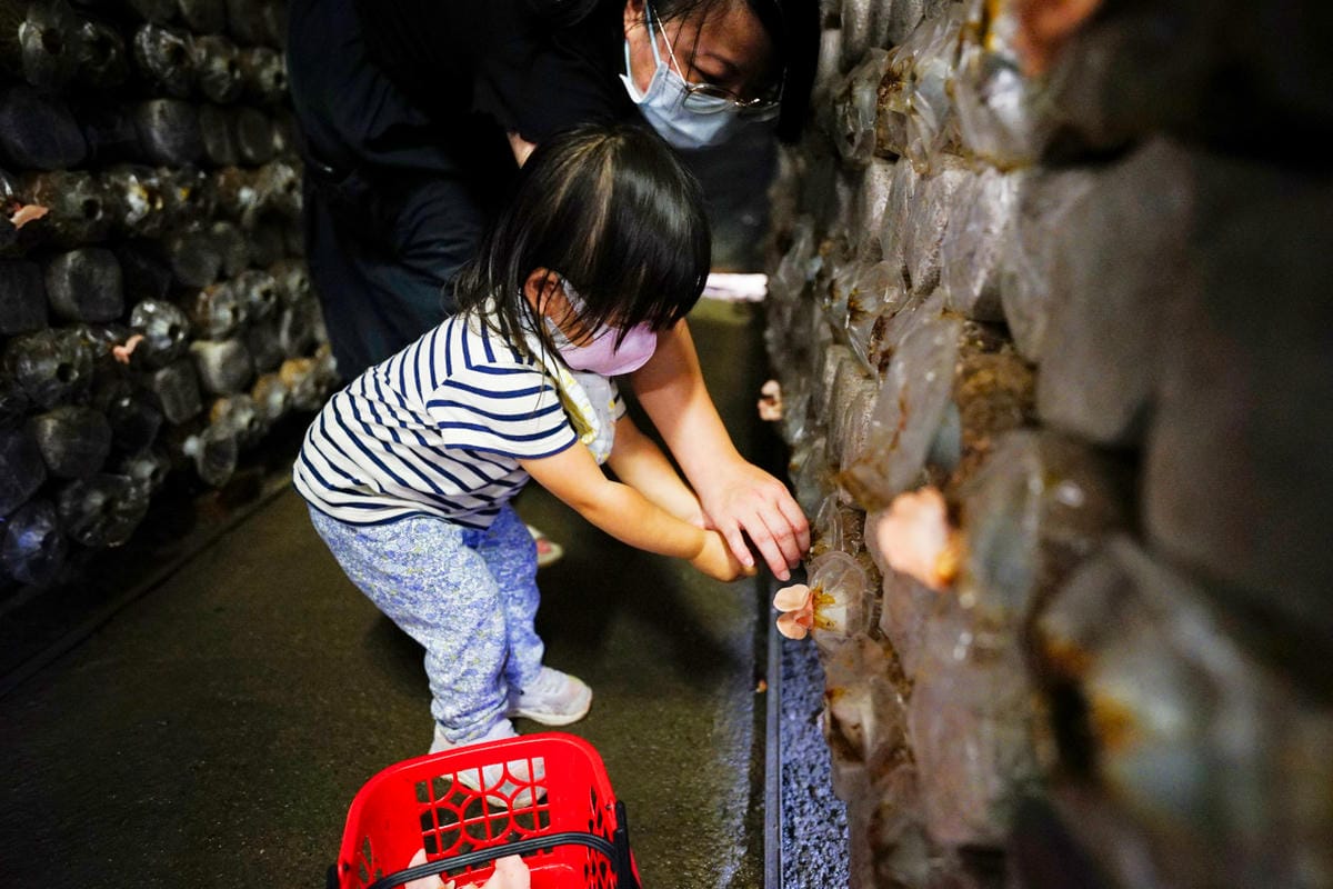 南投露營｜埔里聽瀑森林 可玩水營區、森林系營地推薦！少帳包區雨棚營位、山泉水獨立戲水區