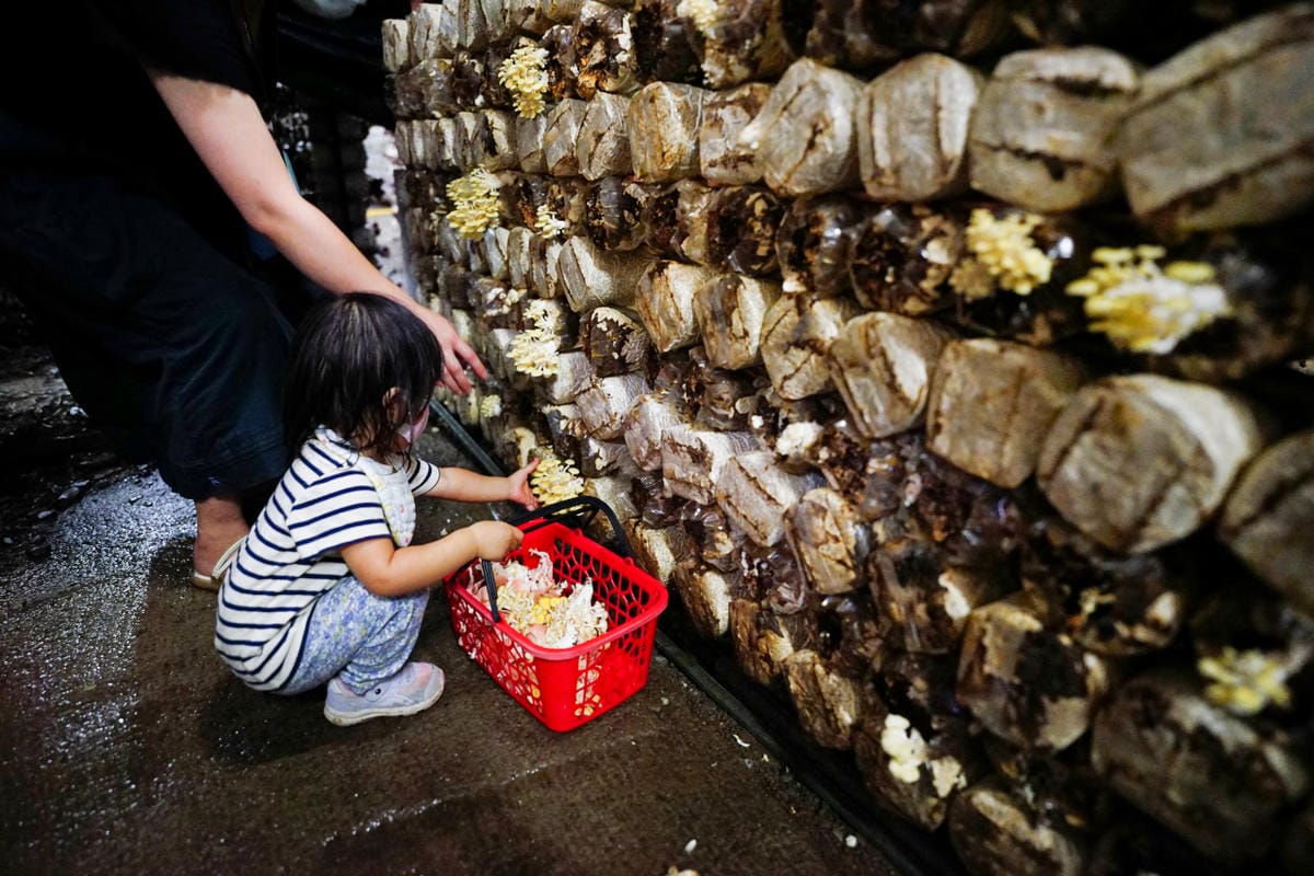 南投露營｜埔里聽瀑森林 可玩水營區、森林系營地推薦！少帳包區雨棚營位、山泉水獨立戲水區