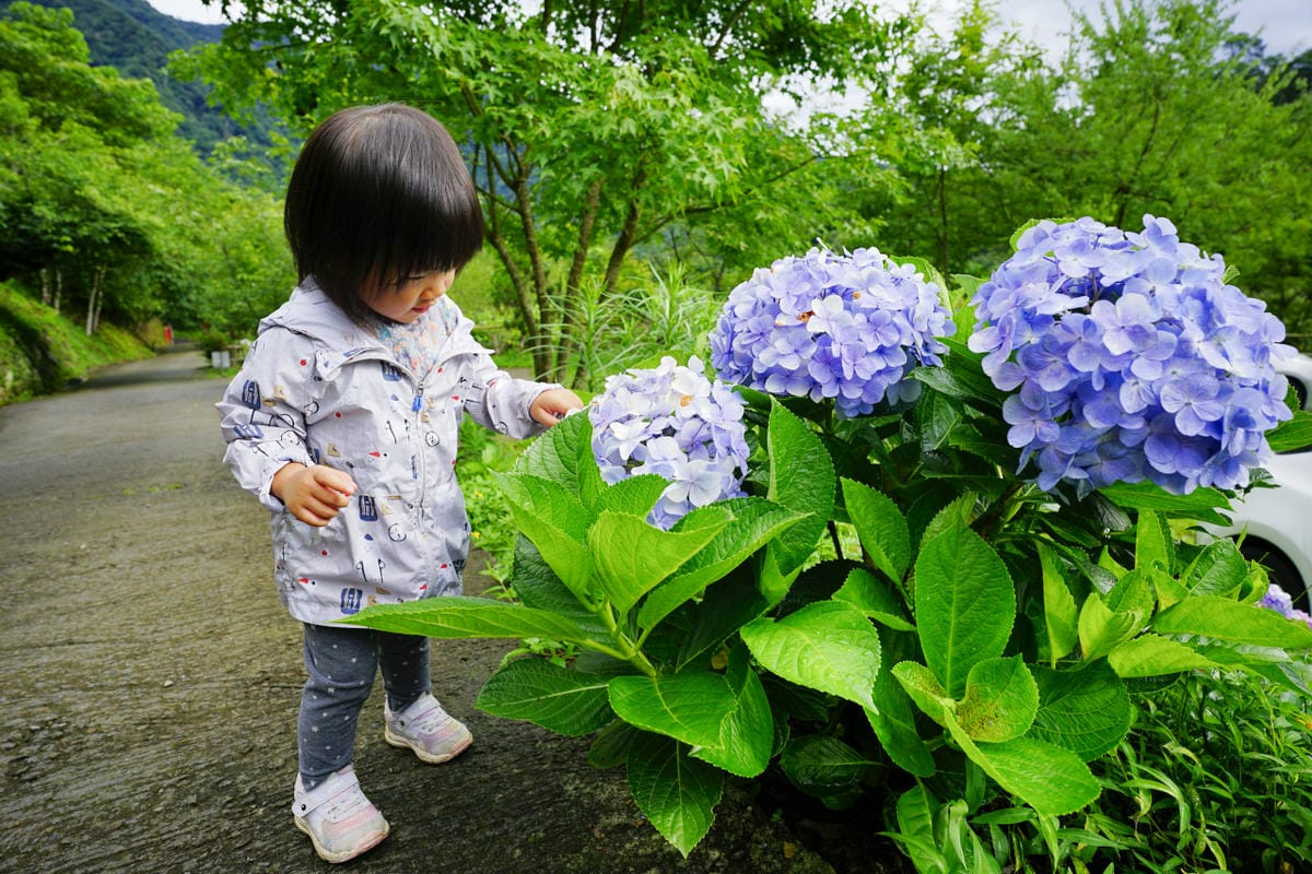 苗栗露營｜親子露營、雨棚營地推薦！南庄紅毛印象露營區 梅雨季不用怕，史上無敵超大雨棚推薦（桂花雨棚區）！還有超夢幻彩繪漂漂河，夏天玩水營區首選~