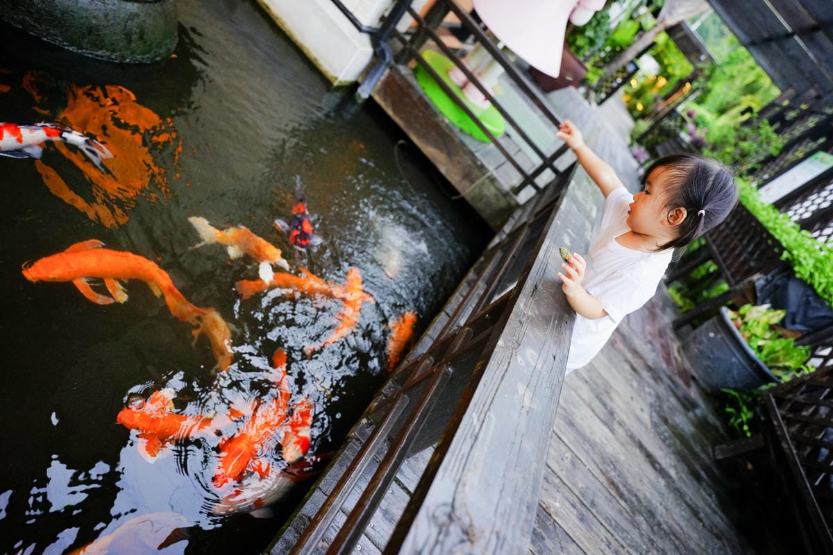 花蓮民宿｜花蓮親子民宿推薦！花蓮鯉魚潭民宿 潭心閣 親子友善、螢火蟲住宿推薦！小孩最愛的餵魚民宿~
