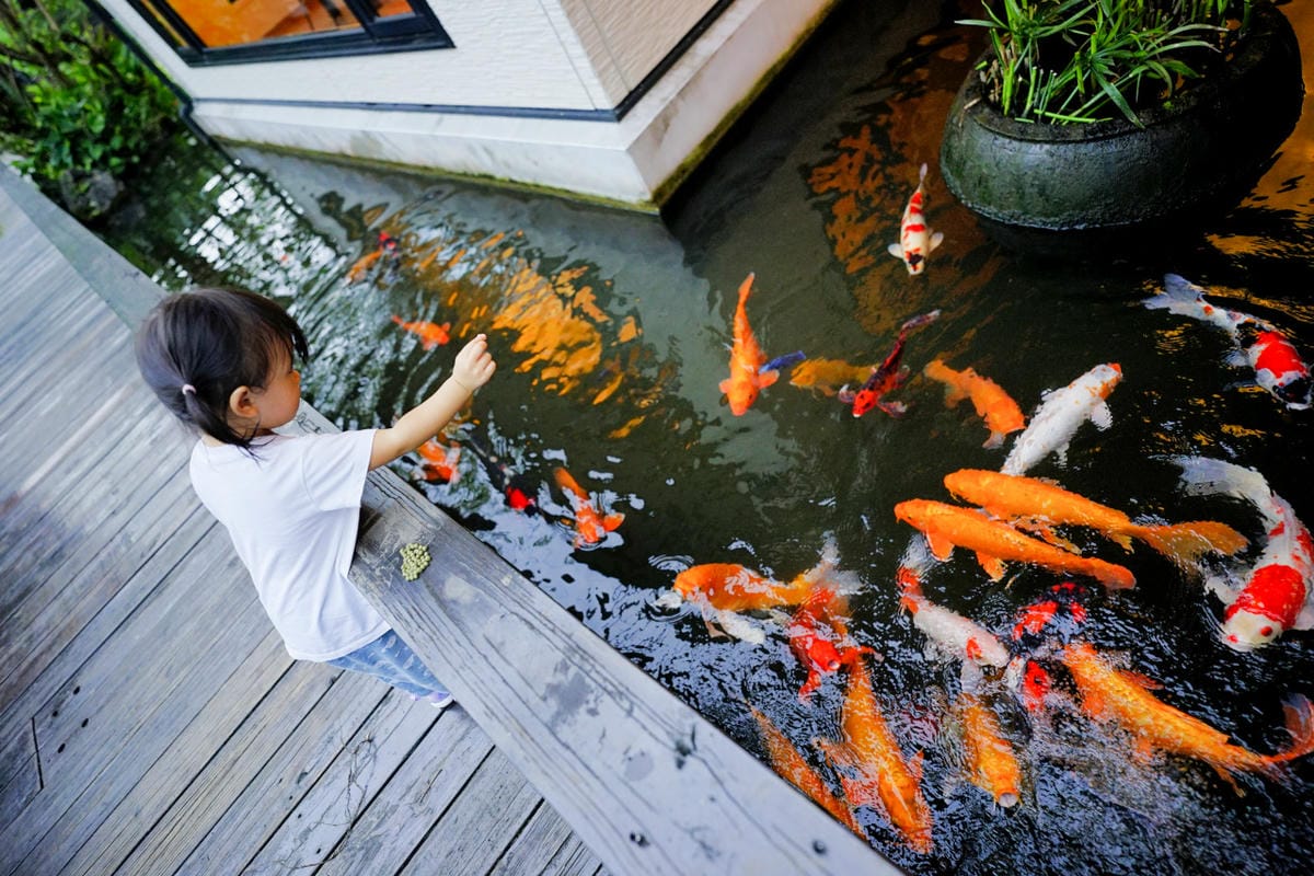 花蓮民宿｜花蓮親子民宿推薦！花蓮鯉魚潭民宿 潭心閣 親子友善、螢火蟲住宿推薦！小孩最愛的餵魚民宿~