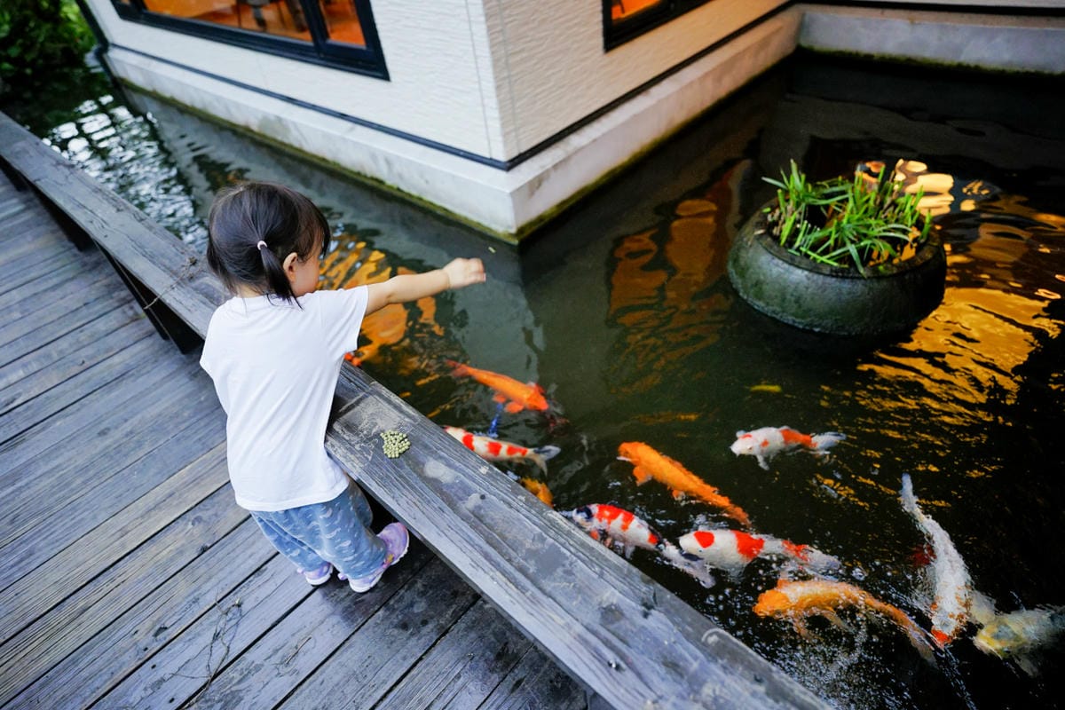 花蓮民宿｜花蓮親子民宿推薦！花蓮鯉魚潭民宿 潭心閣 親子友善、螢火蟲住宿推薦！小孩最愛的餵魚民宿~