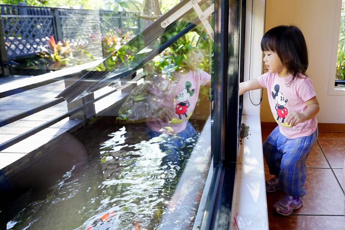 花蓮民宿｜花蓮親子民宿推薦！花蓮鯉魚潭民宿 潭心閣 親子友善、螢火蟲住宿推薦！小孩最愛的餵魚民宿~