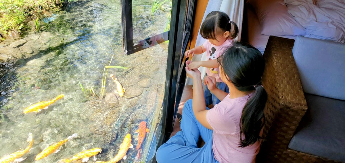 花蓮民宿｜花蓮親子民宿推薦！花蓮鯉魚潭民宿 潭心閣 親子友善、螢火蟲住宿推薦！小孩最愛的餵魚民宿~